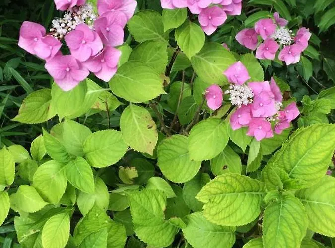 Frühstückspension De La Nonette